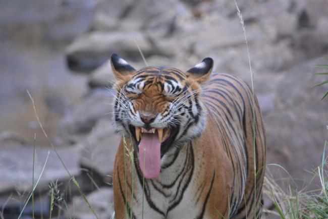 Top 10 Facts About Tigers | WWF