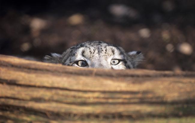 Where do snow leopards live? And nine other snow leopard facts