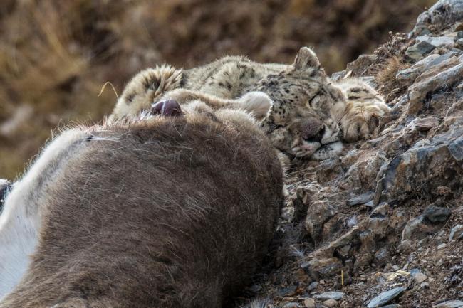 Animal picture of the day: leopard with giant prey