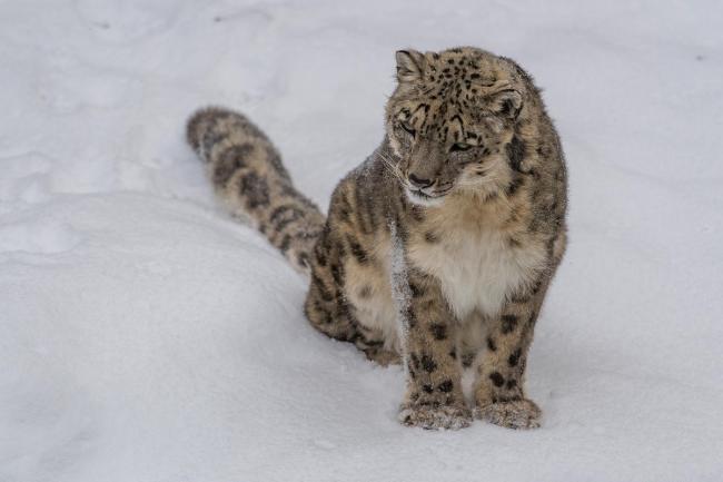 Snow leopard