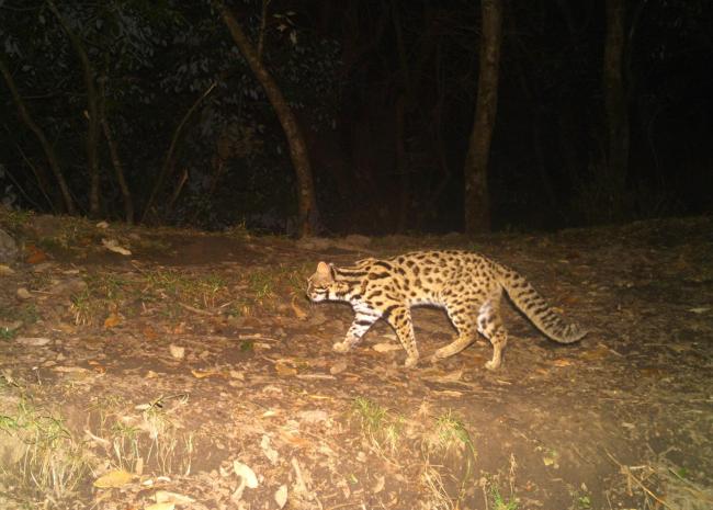 Leopard Cat