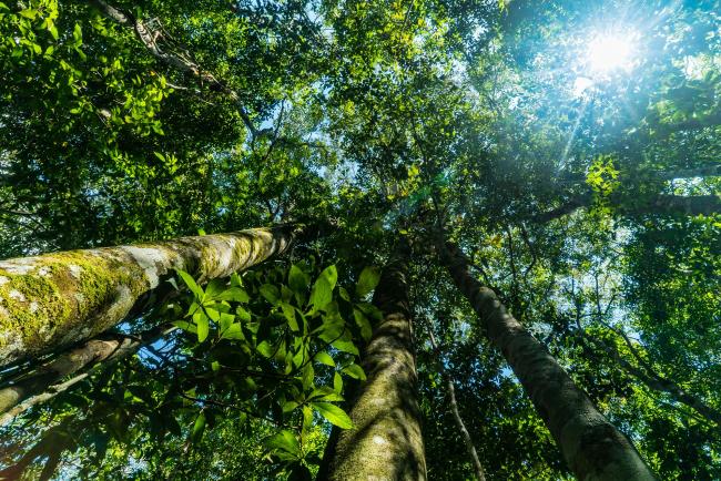 Here are our top facts about the Amazon | WWF