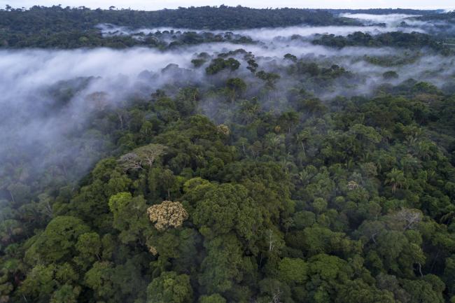 Football pitch of rainforest destroyed every six seconds
