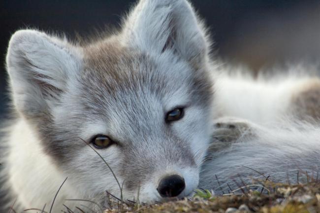 Arctic Fox Facts & Information Guide - Aurora Expeditions™