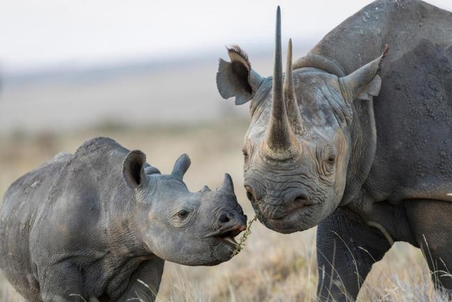 Top 5 Facts About Black Rhinos | WWF