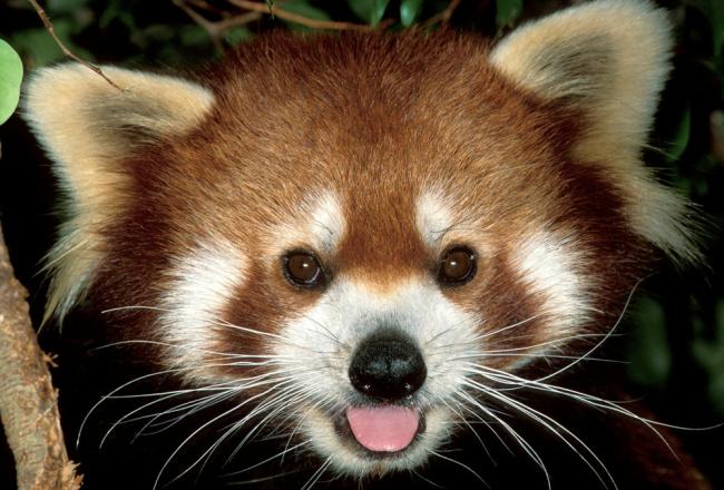 Dog that looks like a store red panda