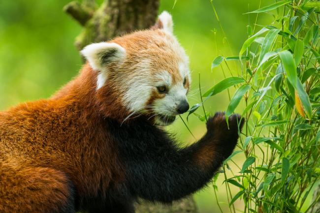 Top 5 facts about Red Pandas