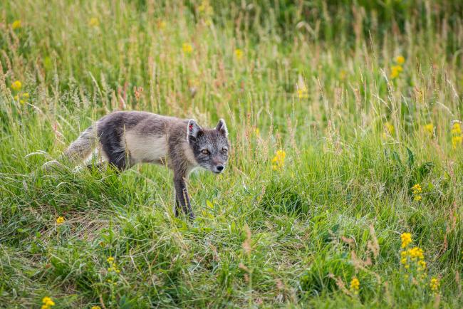 Arctic Fox Facts and Adaptations - Vulpes lagopus / Alopex lagopus