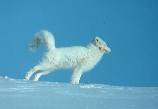 Baby It's Cold Outside! How the Arctic Fox Survives Frigid Temps