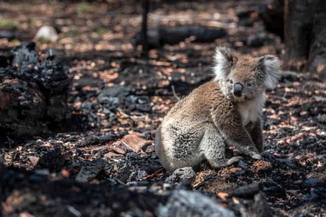 Koalas are endangered now, and climate change is a big reason why