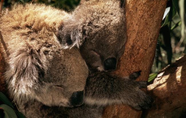 koalas sleeping