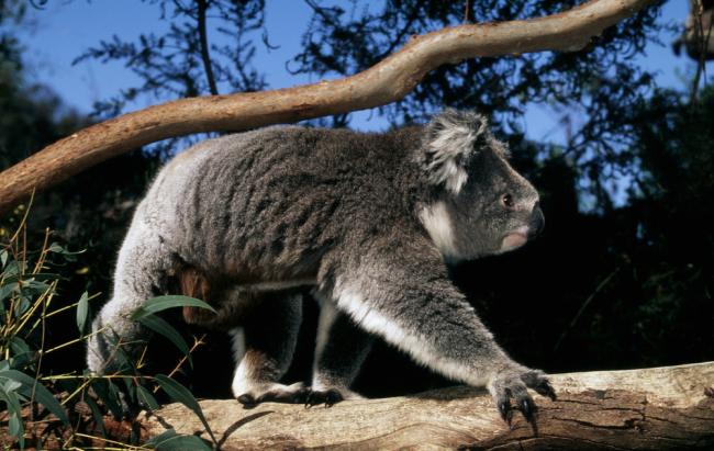 10 Interesting facts about koalas, WWF-Australia