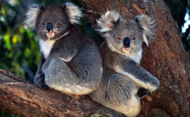 Koala Bears