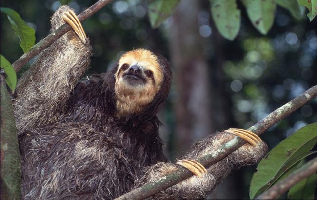 Bradypus tridactylus Pale-throated sloth Saved from flooding forest as the area behind the Petit Saut Dam filled-up. French Guiana