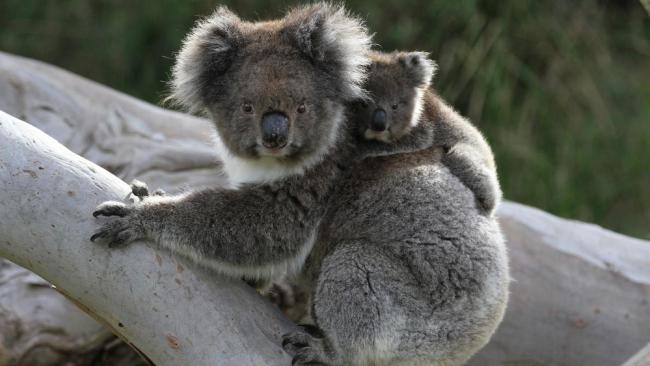 Koalas