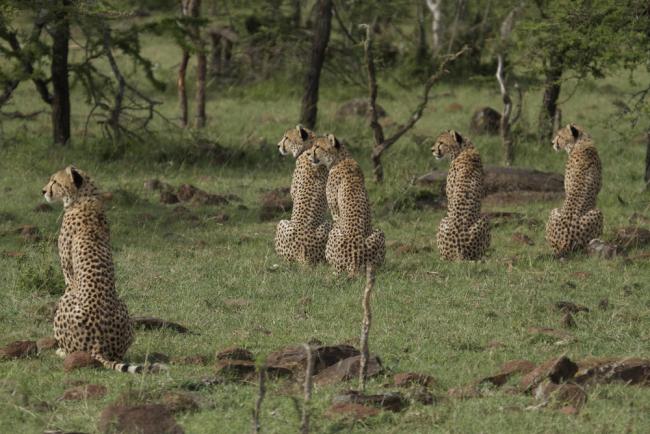 Cheetah Life Size – Foot Down – 2012