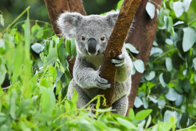 The unbearably gross fact about baby koalas that might ruin them