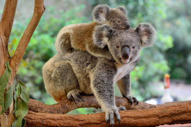 Mother koala (Phascolarctos cinereus) with joey on her back, on eucalyptus tree.