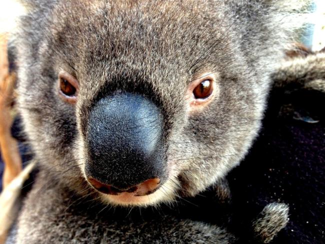 Koala Facts - Australian, Vulnerable, And 100% Not Huggable