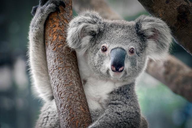 Koala-ty facts about koalas, Cleveland Zoological Society