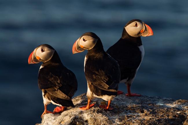 Puffin guide: what they eat, when they breed and best places to see puffins  in the UK - Discover Wildlife