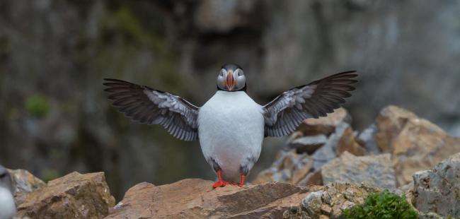 Atlantic puffin (Fratercula arctica) on Svalbard Islands, Norway