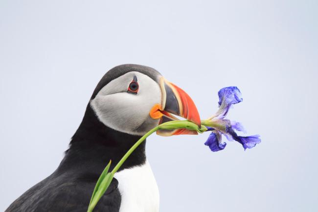 Atlantic puffin (Fratercula arctica) holding a flower on the Bonavista Peninsula, Newfoundland, Canada