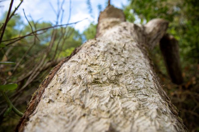 Signs of beaver activity within Norfolk Rivers Trust's beaver enclosure near Bodham, in Norfolk, UK. Beavers like to eat the soft inner bark of trees, so bark chippings, gnawed wood and even felled trees can all be signs of busy beavers.