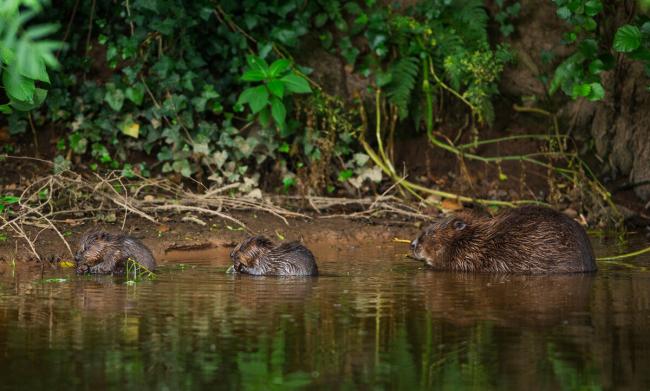 Beaver (Castor fibre) female feeding on willow bark with her two kits, River Otter, Devon, England, UK, July.