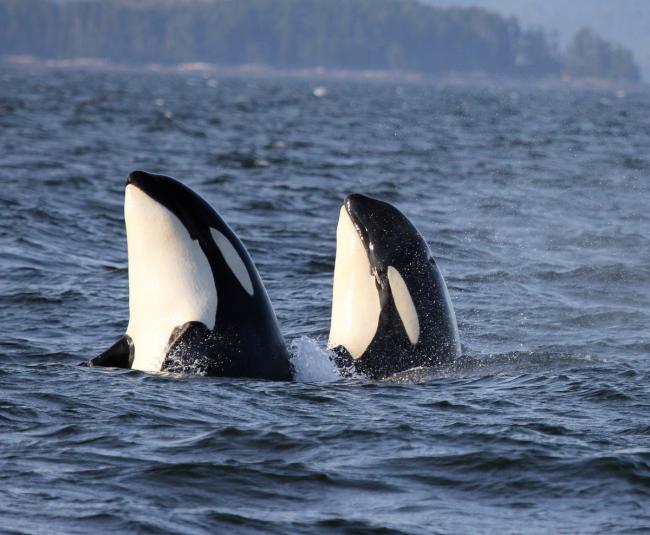 Orcas (Killer whales)