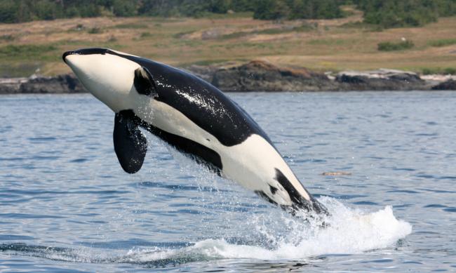 Orcas (Killer whales)