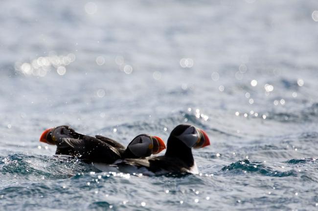 Puffin Facts & Information Guide - Aurora Expeditions™