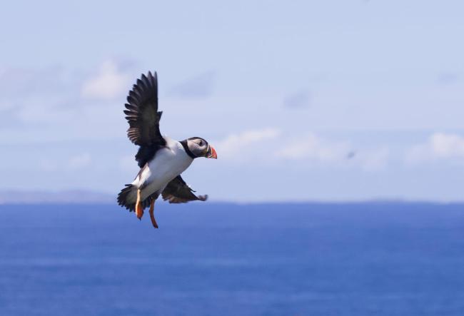 Puffin in flight in Scotland