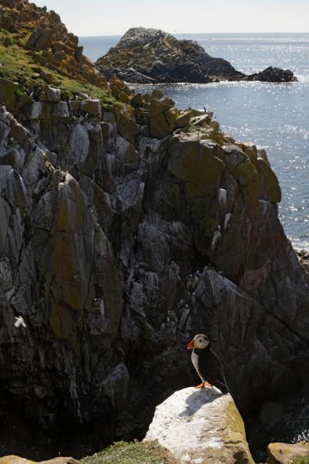 Puffin (Fratercula arctica) standing on rock on cliff, Saltee Islands, County Wexford, Ireland, June 2009