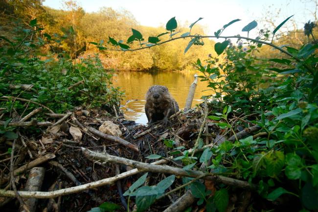 Eurasian beaver (Castor fiber) kit on dam, Cornwall, UK