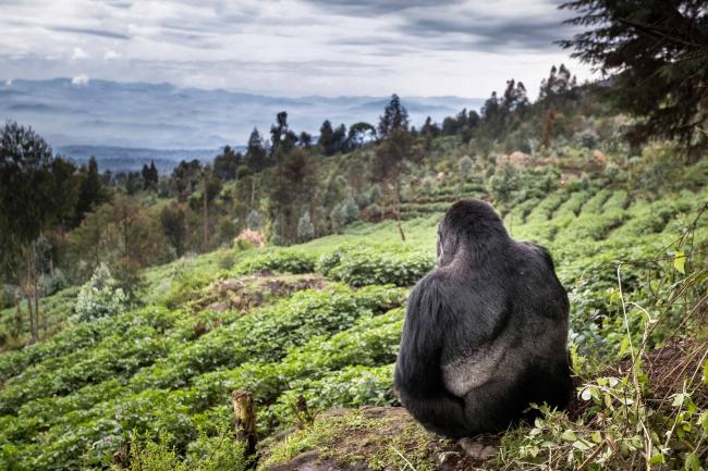 our-success-stories-what-we-ve-achieved-together-wwf