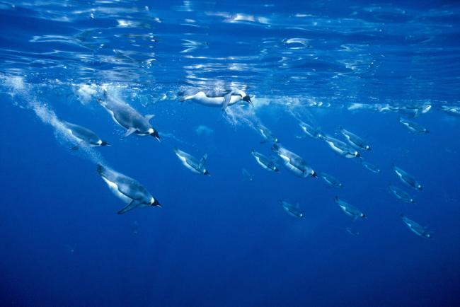 Emperor Penguins diving into the sea under the surface