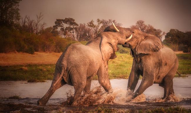 African bush elephants in the Khwai River, Botswana