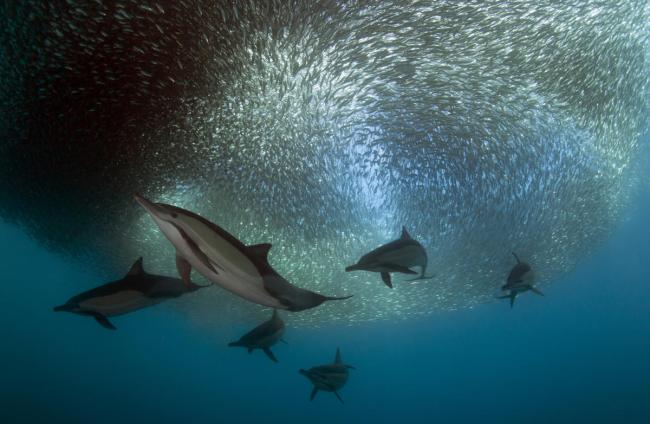 Common dolphin pod feeding on sardines East London, South Africa.jpg