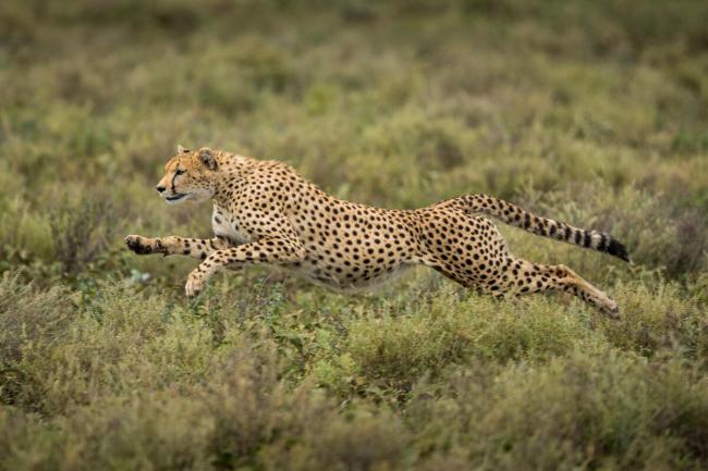 Acinonyx jubatus Cheetah Female hunting, seen running at high speed Masai Mara National Reserve, Kenya