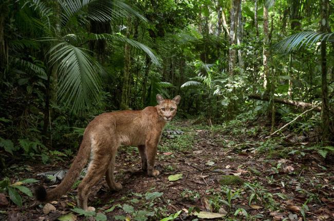 Mountain Lion Puma Atlantic Rainforest Brazil.