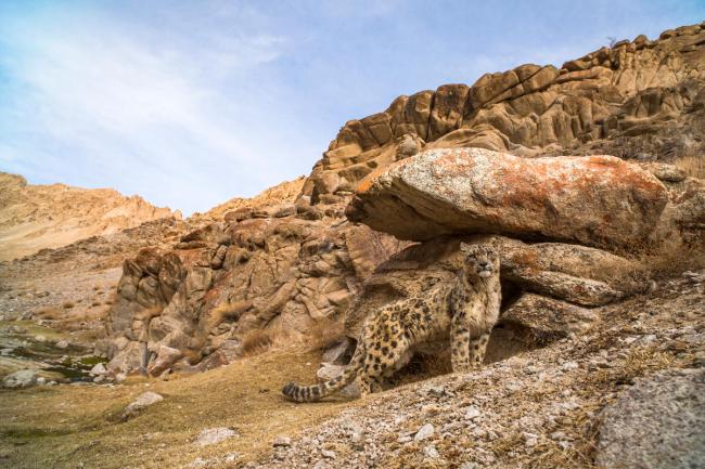 Snow leopard standing beside boulder in rocky landscape of Himalayas India