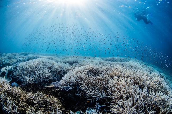 Coral Bleaching Great Barrer Reef Jan March 2024