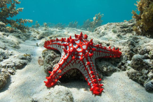 Red-knobbed Sea Star Mozambique 