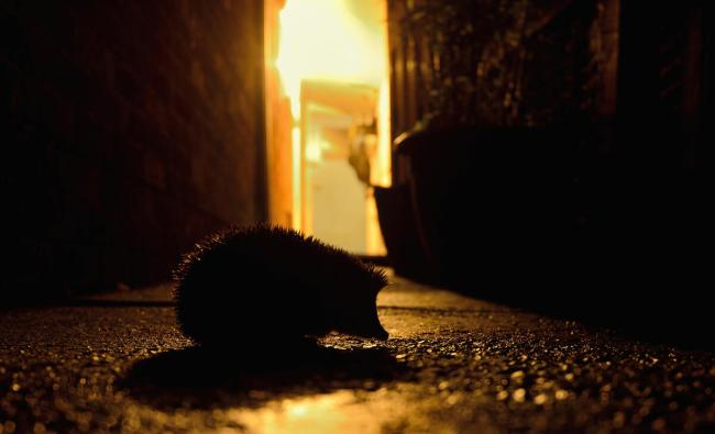 European Hedgehog outside backdoor of house