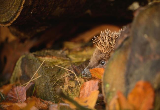 Adult European Hedgehog foraging in suitable place to hibernate at dusk