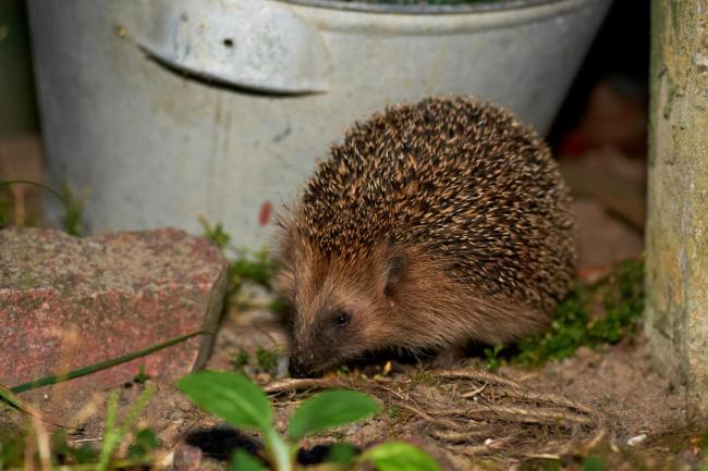 European Hedgehog coming in for a nightly visit 