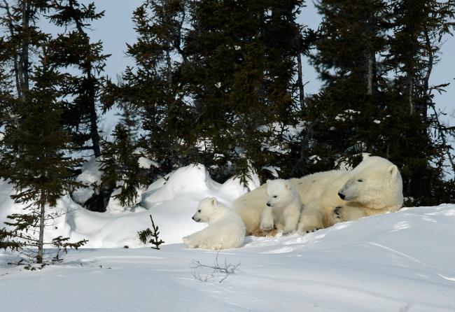 female polar bear (Ursus maritimus) with her two three-month old cubs, just recently out of their den, in Wapusk National Park, Manitoba, Canada.