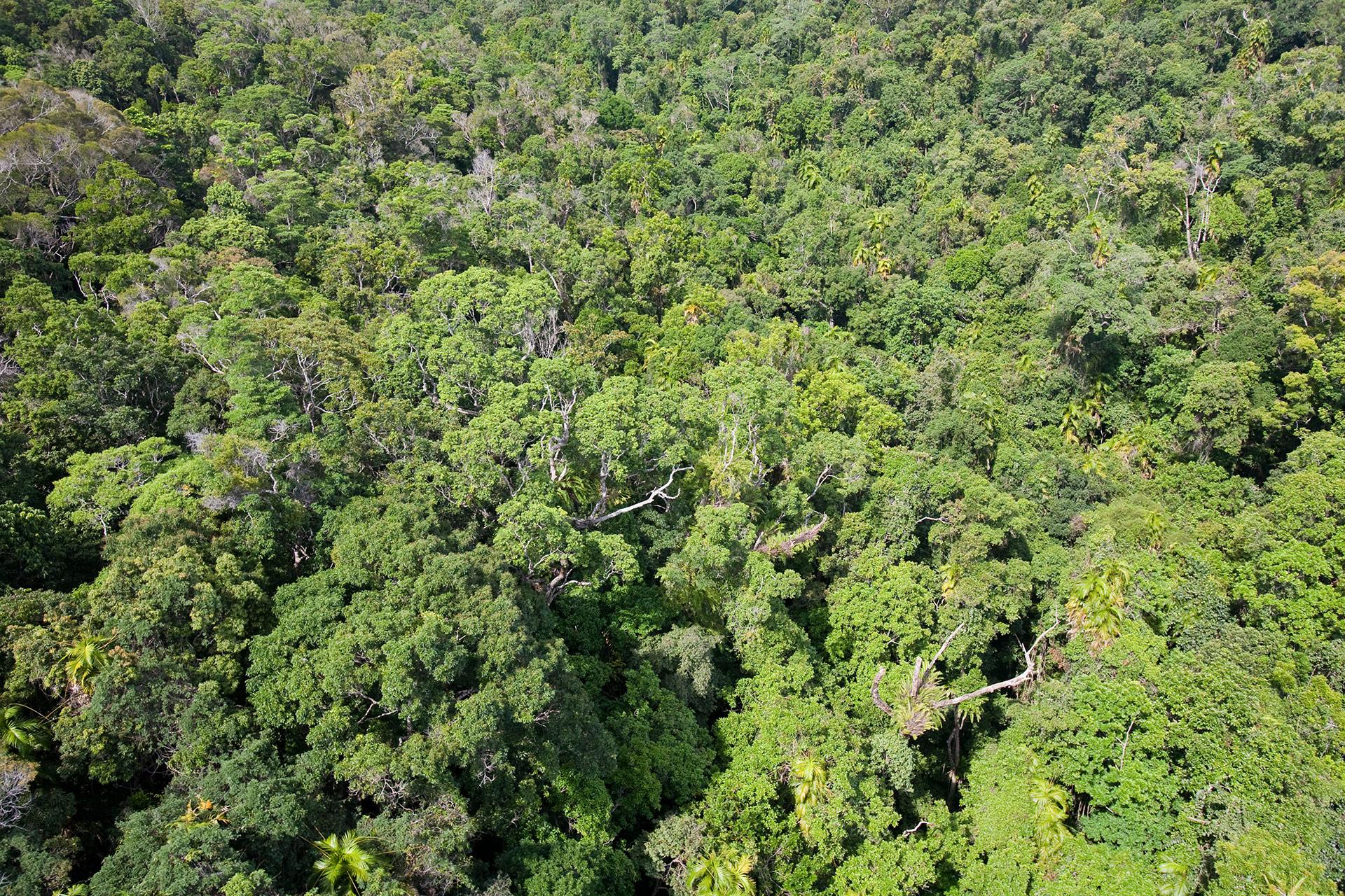 Looking below the canopy at forests and climate change WWF