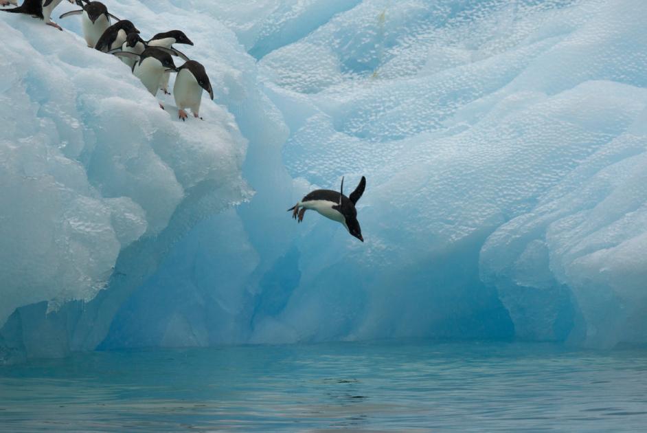 penguins prey and predators